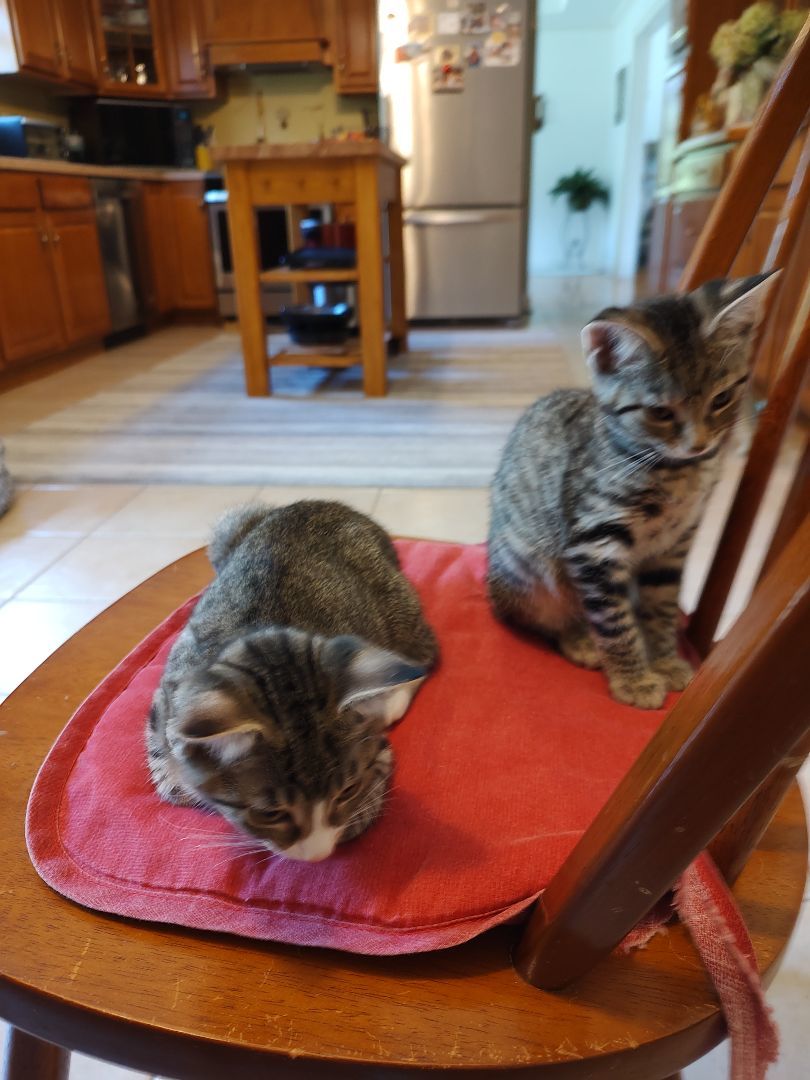 Enlarge Bobbi, a Adopted mixed breed in Harned, KY image 4/5