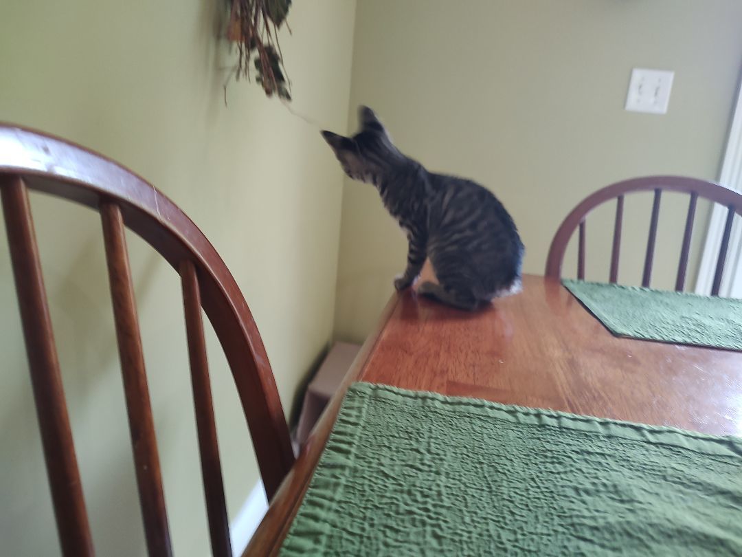 Enlarge Bobbi, a Adopted mixed breed in Harned, KY image 5/5