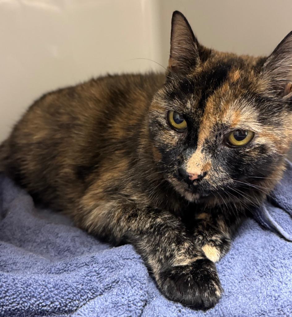 Enlarge Layla, a Adoptable American Shorthair in Ferndale, NY image 1/1
