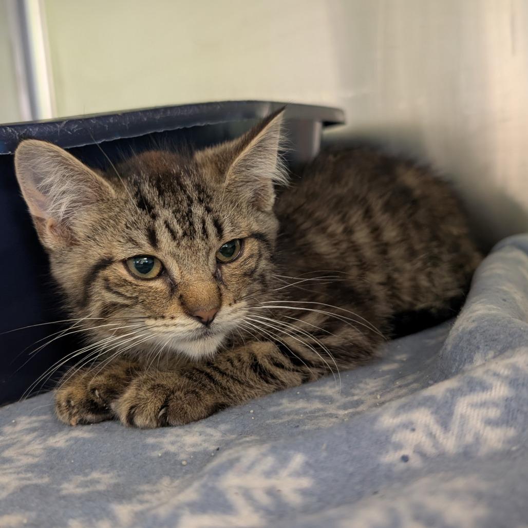 Enlarge Venus, a Adoptable Domestic Medium Hair in Emporia, KS image 1/2