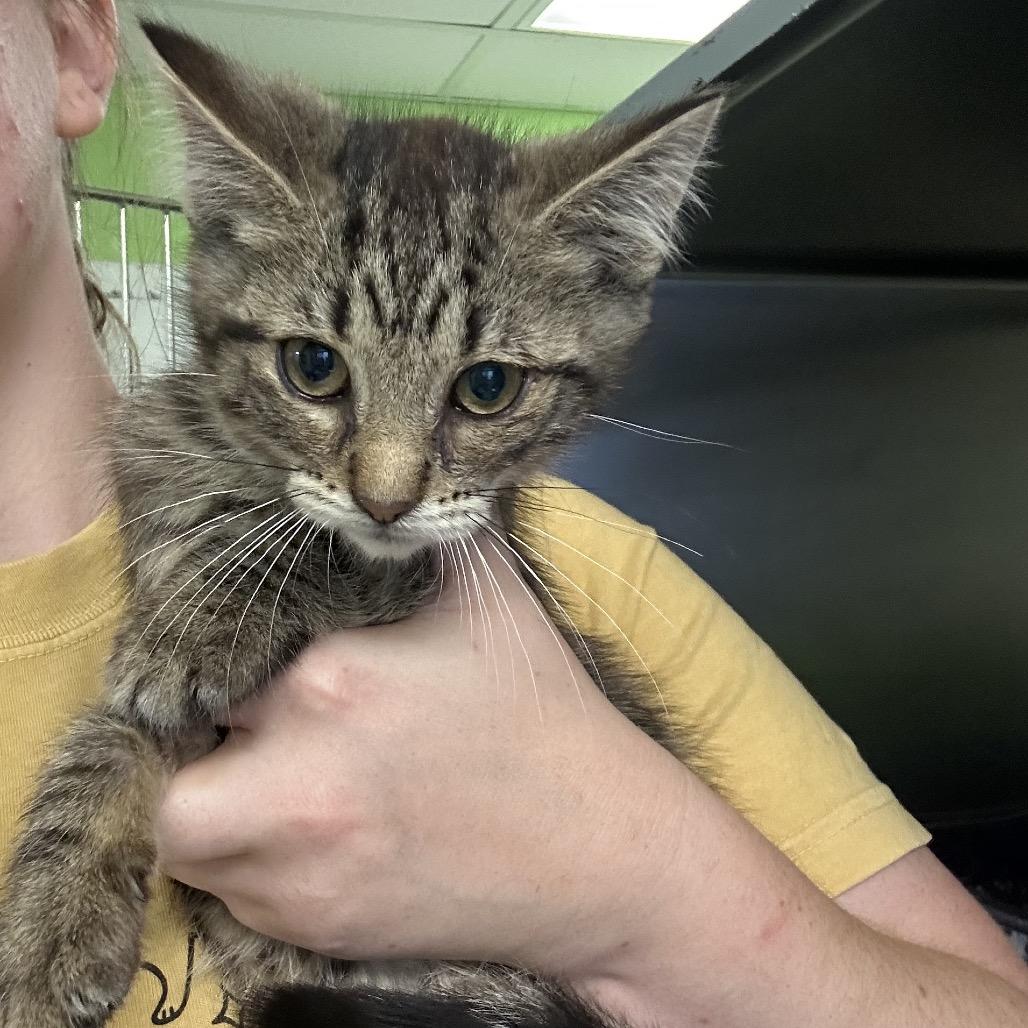 Enlarge Venus, a Adoptable Domestic Medium Hair in Emporia, KS image 2/2