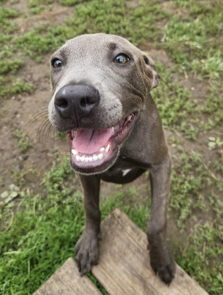 Radish, Adoptable, Puppy Male Pit Bull Terrier.