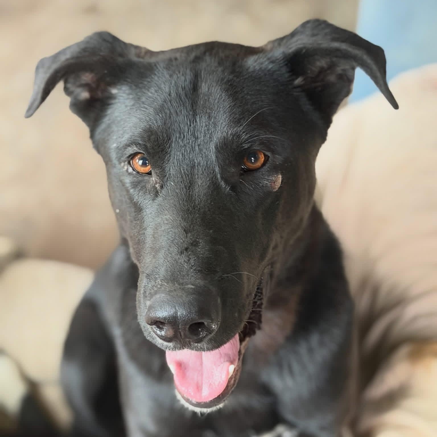 Hank, Adoptable, Adult Male Mixed Breed.