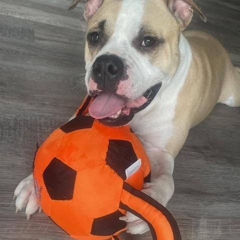 Wiggles, ADOPTABLE, Adult Male American Bulldog.
