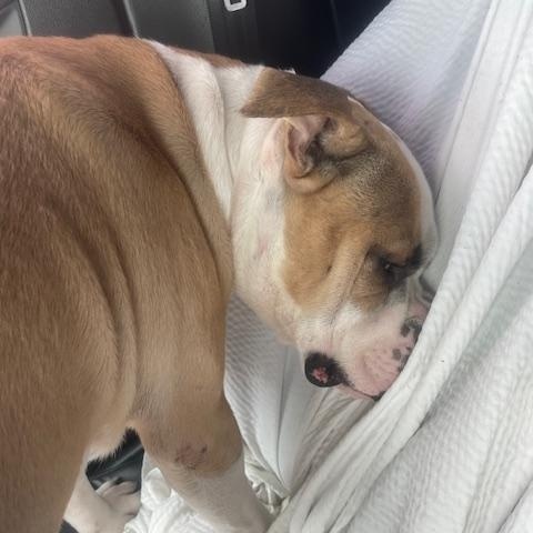 Enlarge Wiggles, a ADOPTABLE mixed breed in Maitland, FL image 2/3
