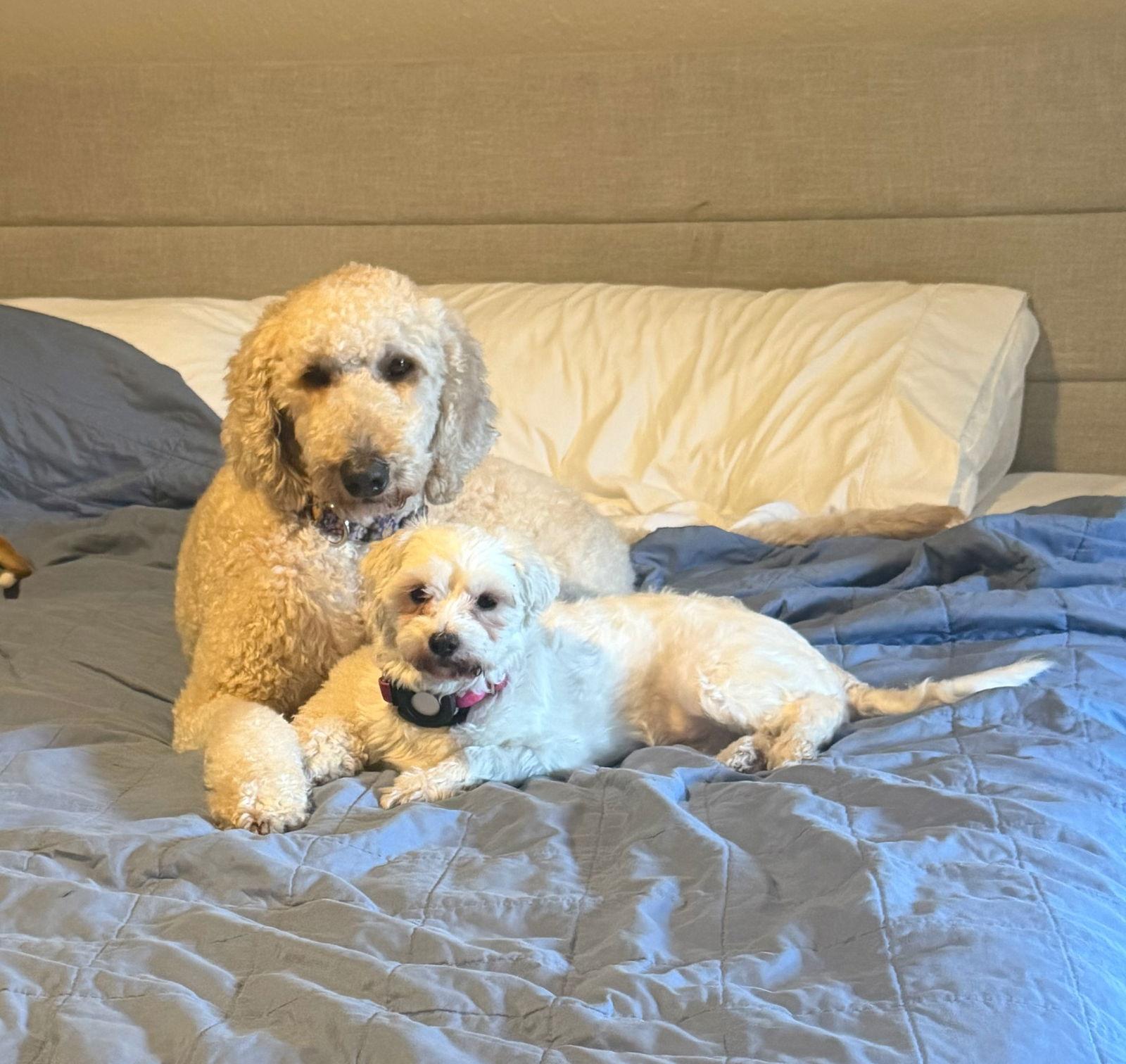 Linda, a Adoptable Mixed Breed in Orlando, FL image 1/3