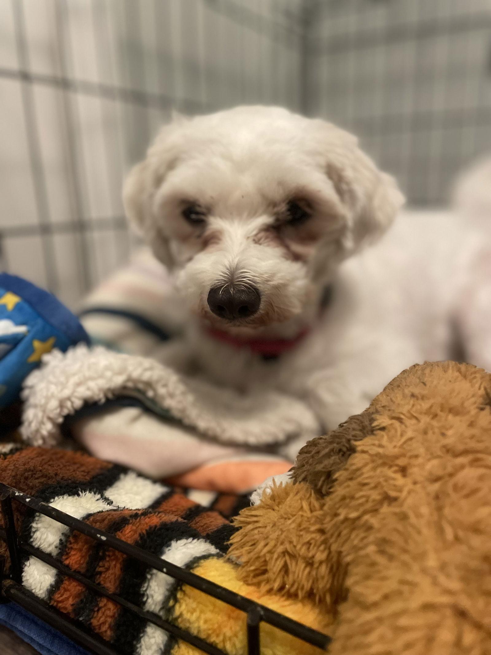 Linda, a Adoptable Mixed Breed in Orlando, FL image 2/3