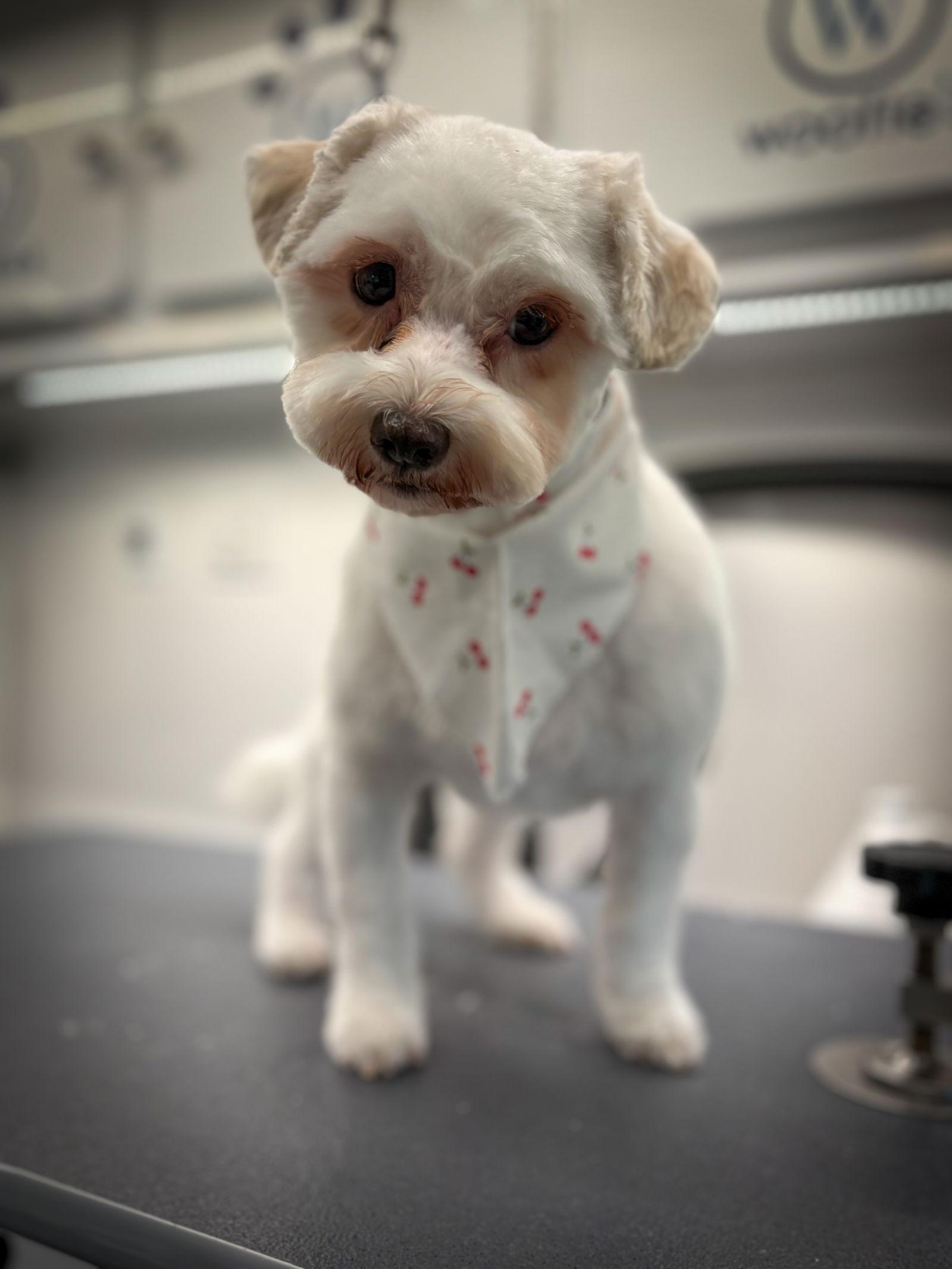 Linda, a Adoptable Mixed Breed in Orlando, FL image 3/3