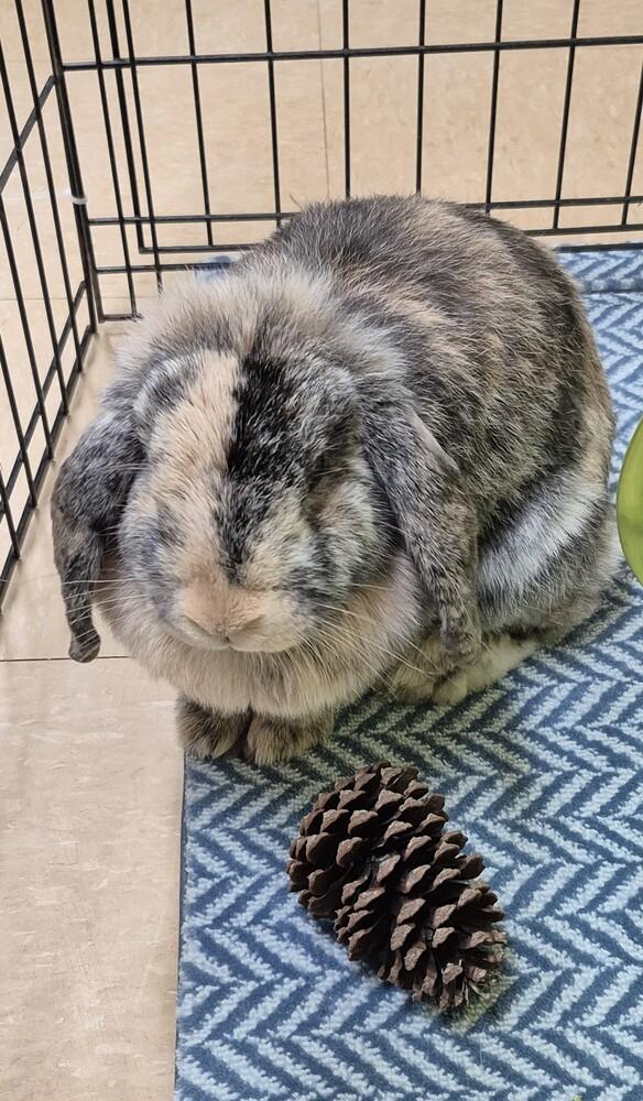 Maple, Adopted, Adult Female Lop Eared & Harlequin.