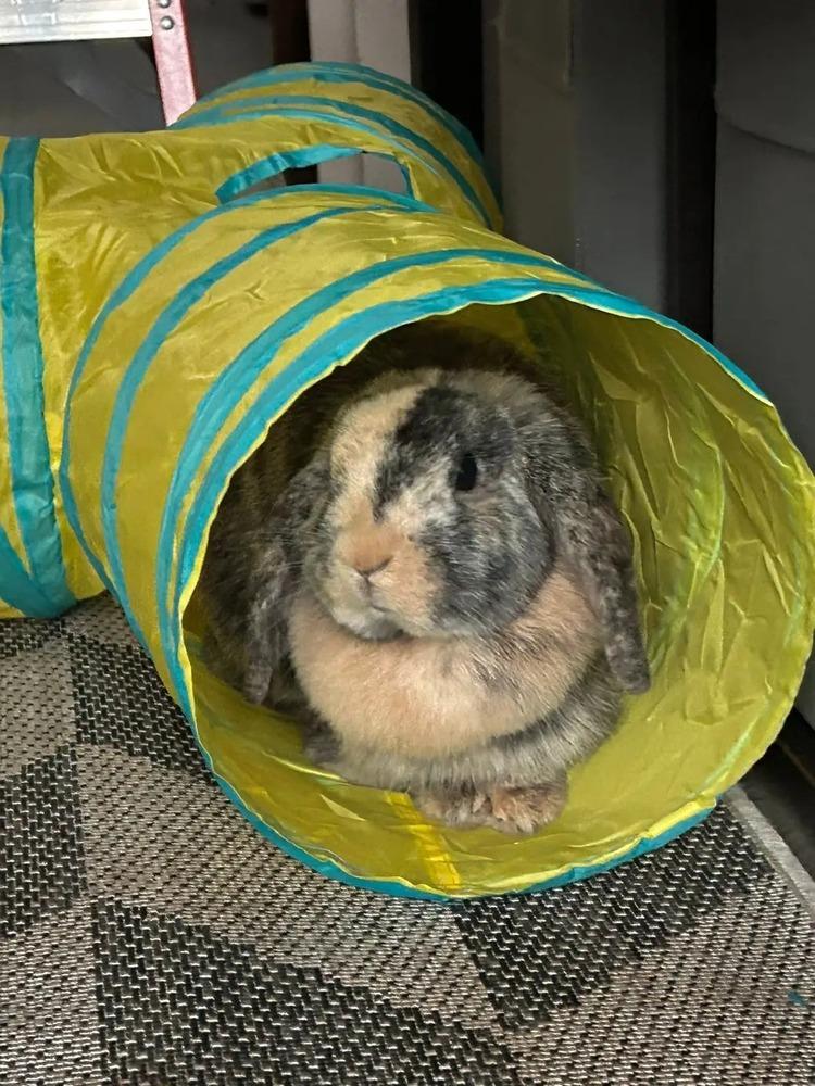 Enlarge Maple, a Adopted mixed breed in Longwood, FL image 2/6