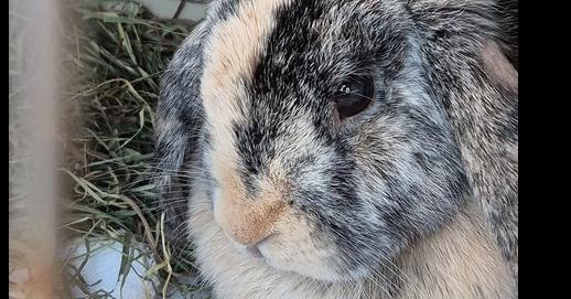 Enlarge Maple, a Adopted mixed breed in Longwood, FL image 3/6
