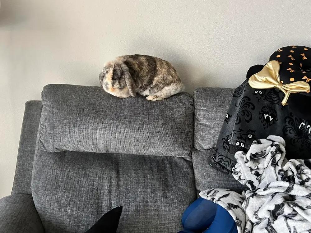 Enlarge Maple, a Adopted mixed breed in Longwood, FL image 4/6