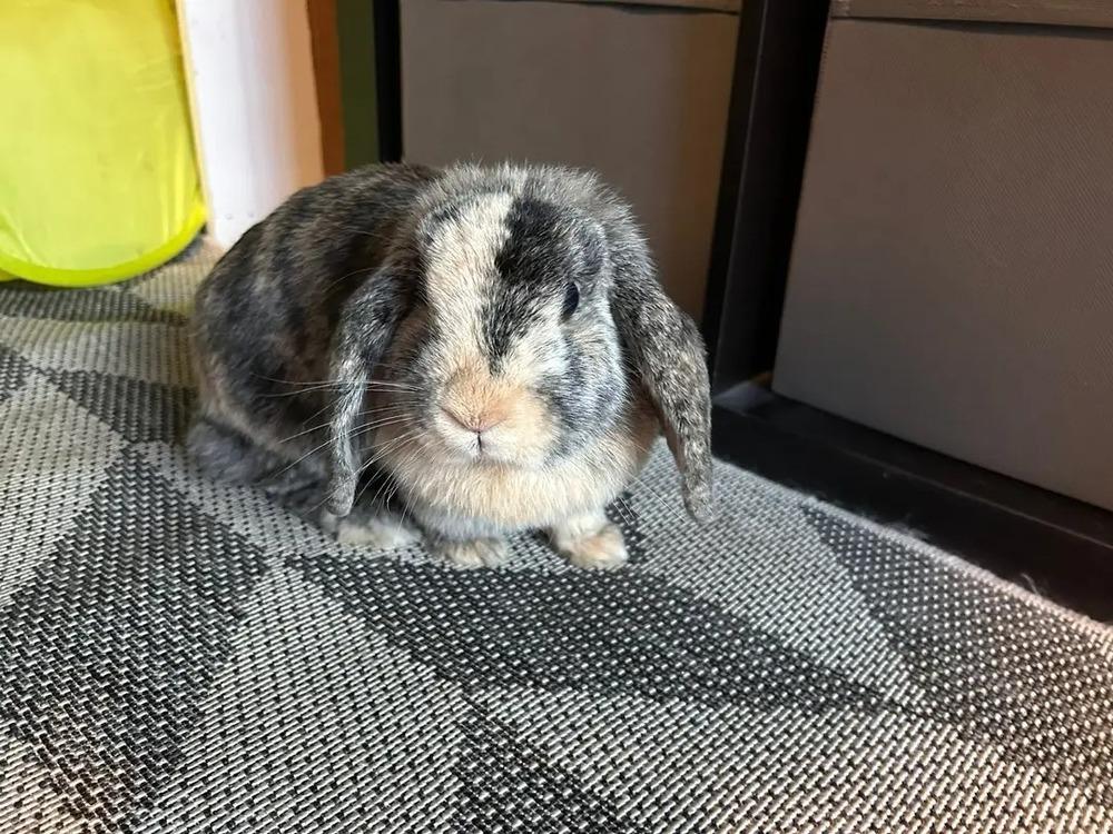 Enlarge Maple, a Adopted mixed breed in Longwood, FL image 5/6