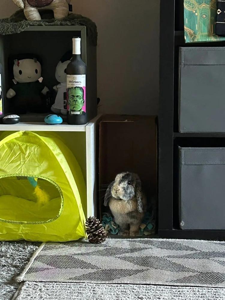 Enlarge Maple, a Adopted mixed breed in Longwood, FL image 6/6