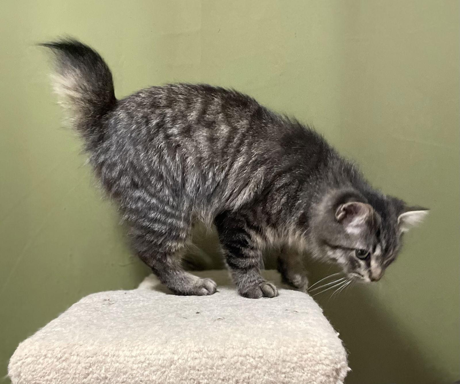 Enlarge Sparky, a Adoptable Domestic Medium Hair in Oxford, MS image 2/3