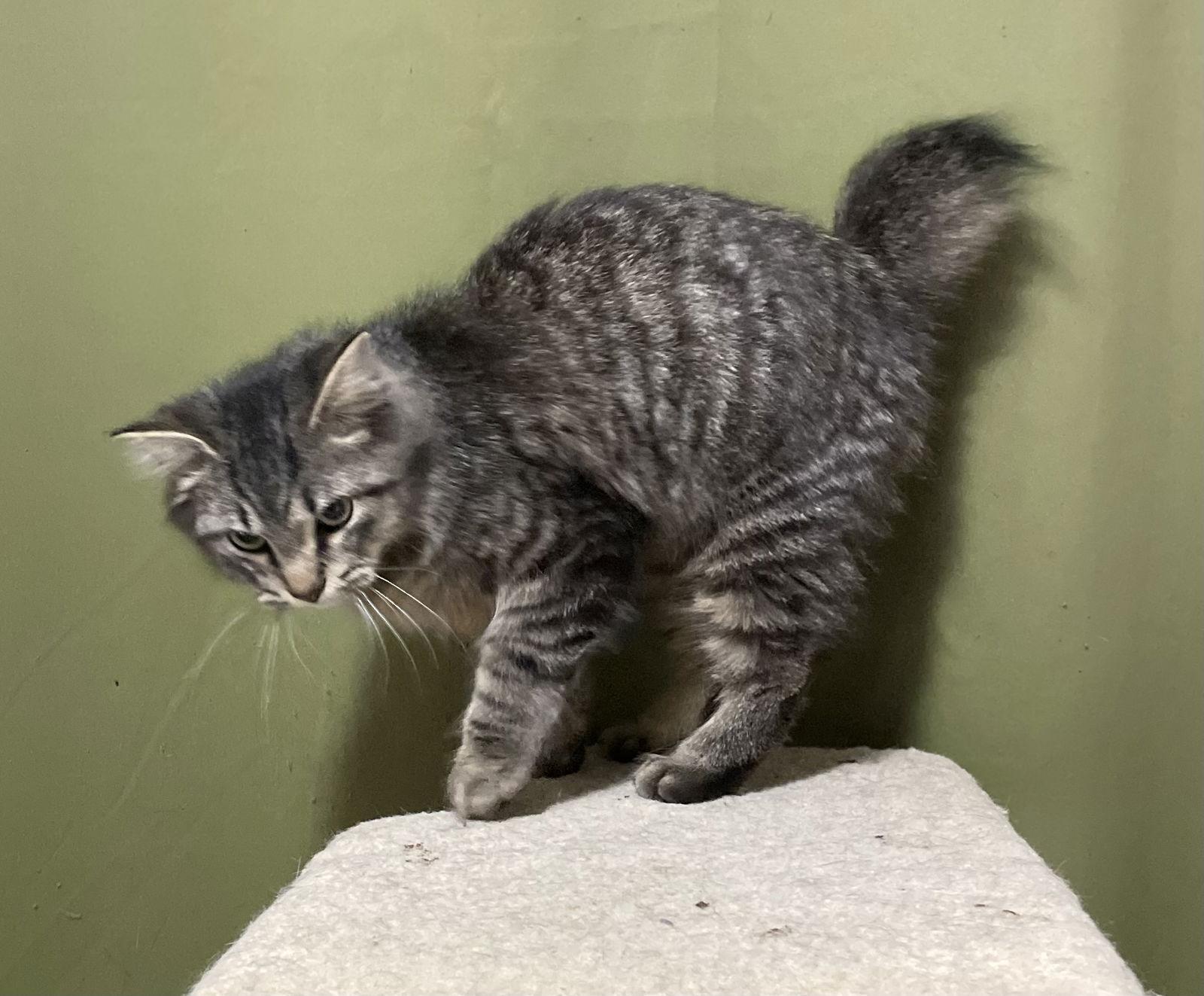 Enlarge Sparky, a Adoptable Domestic Medium Hair in Oxford, MS image 3/3