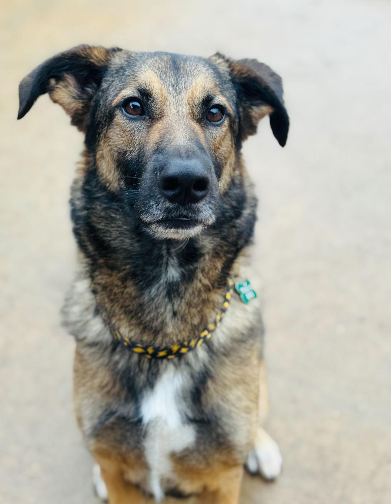 Rexx, Adopted, Young Male German Shepherd Dog.