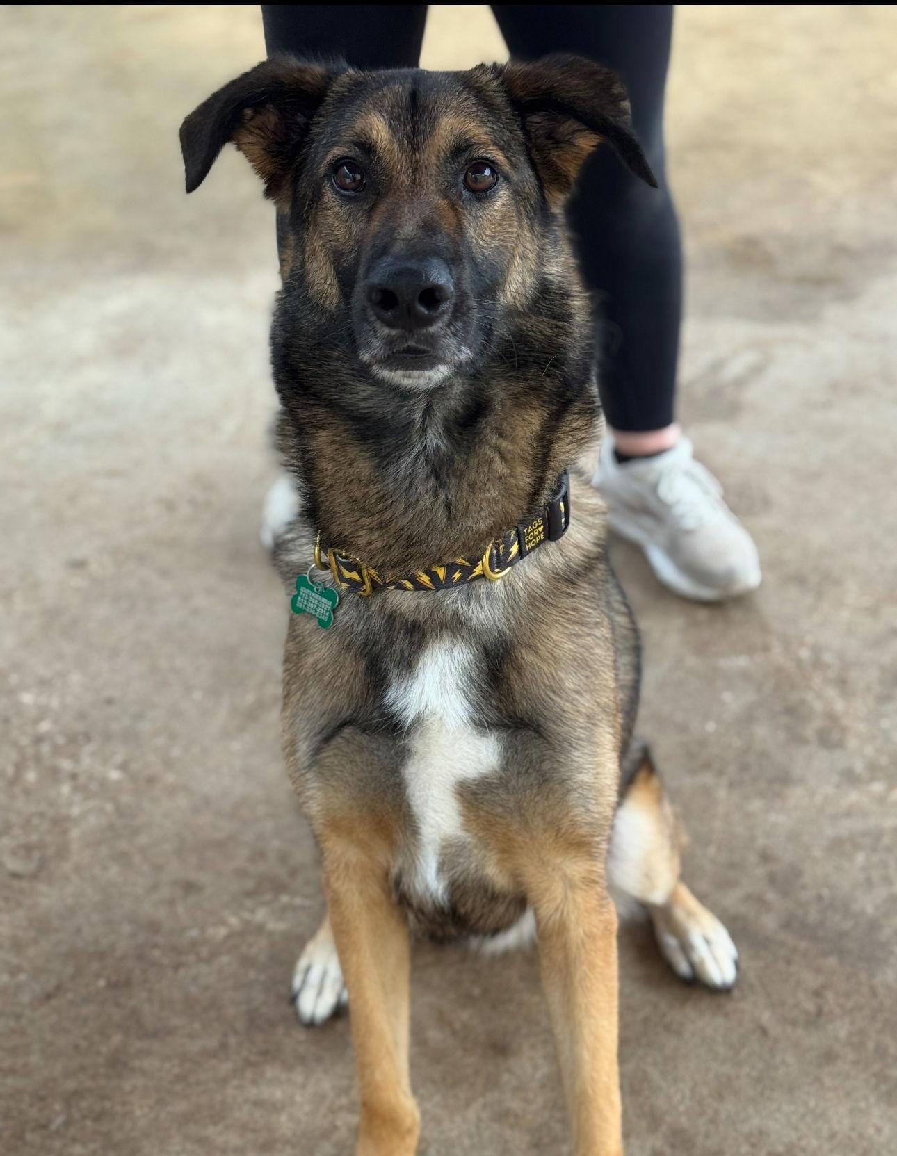 Enlarge Rexx, a Adopted German Shepherd Dog in Houston, TX image 2/3