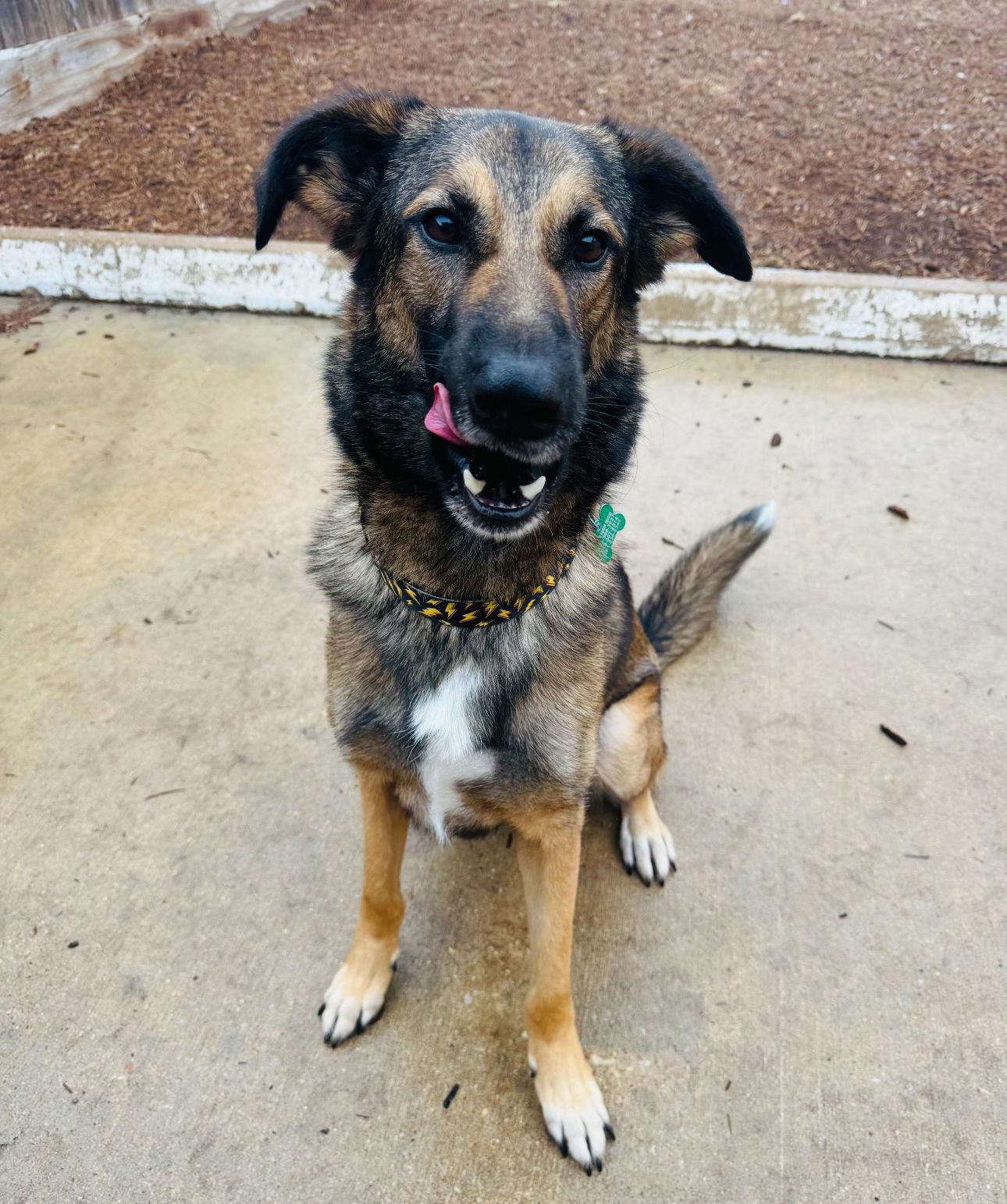 Enlarge Rexx, a Adopted German Shepherd Dog in Houston, TX image 3/3