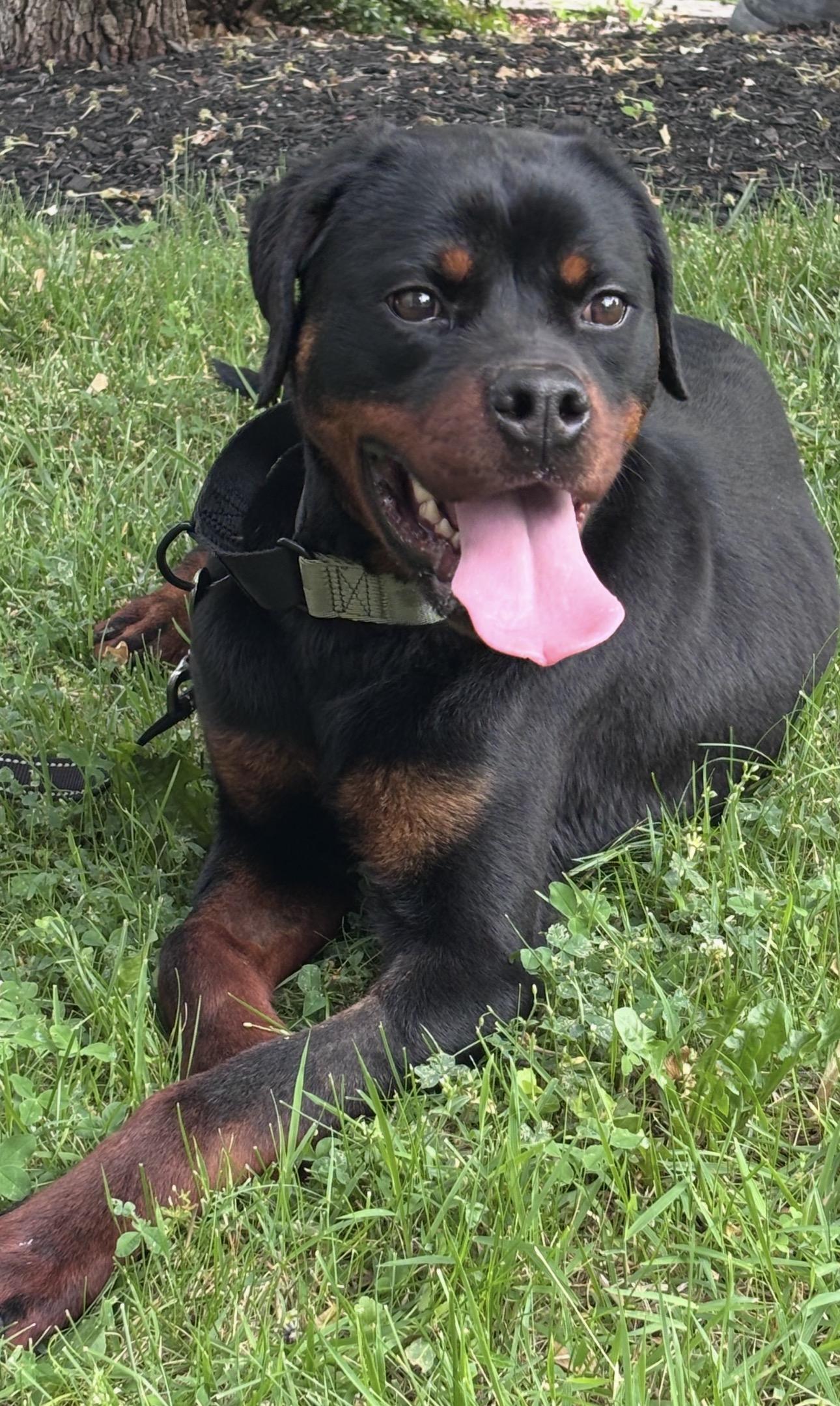 Enlarge Renegade, a ADOPTABLE Rottweiler in Saratoga Springs, NY image 1/2
