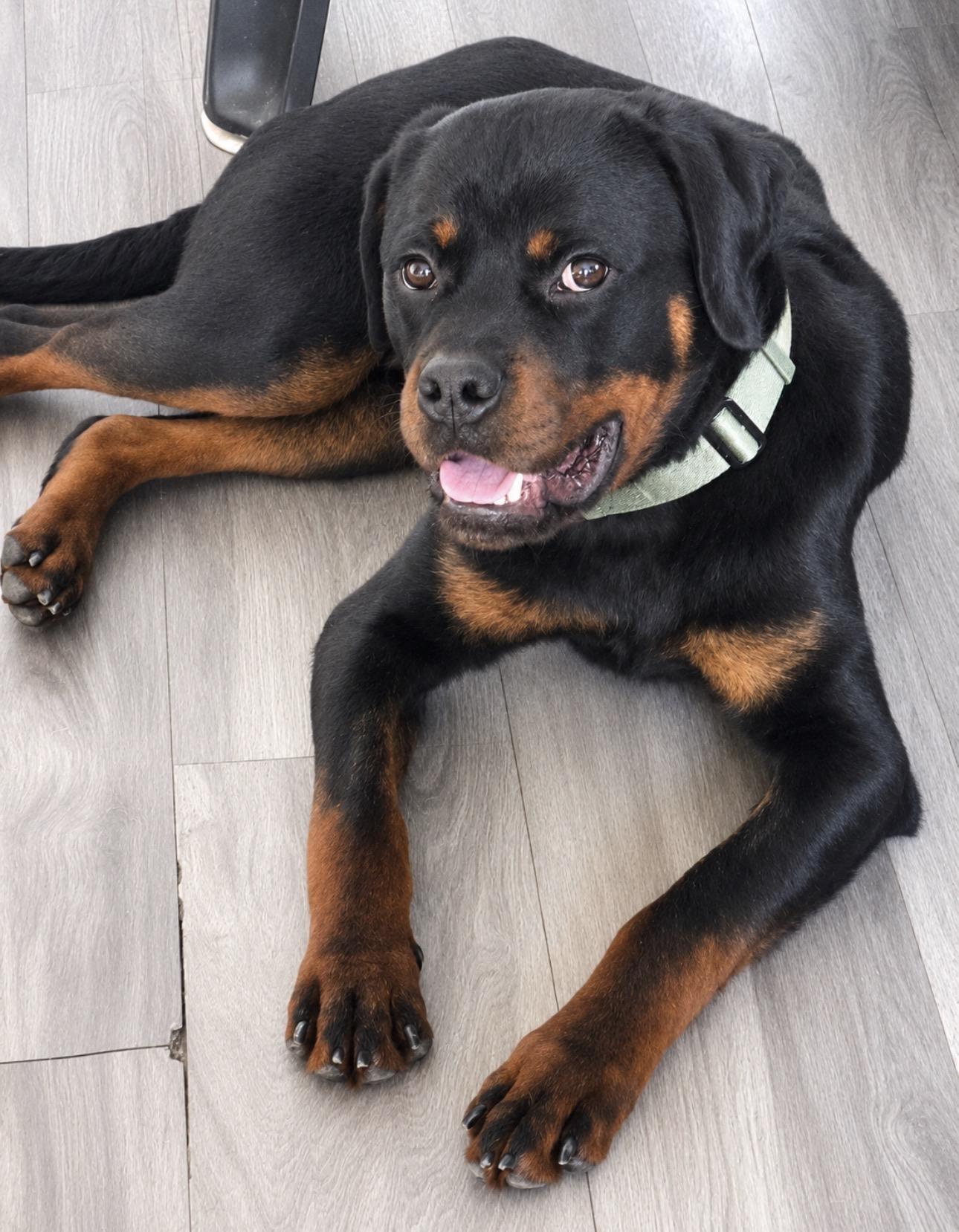Enlarge Renegade, a ADOPTABLE Rottweiler in Saratoga Springs, NY image 2/2