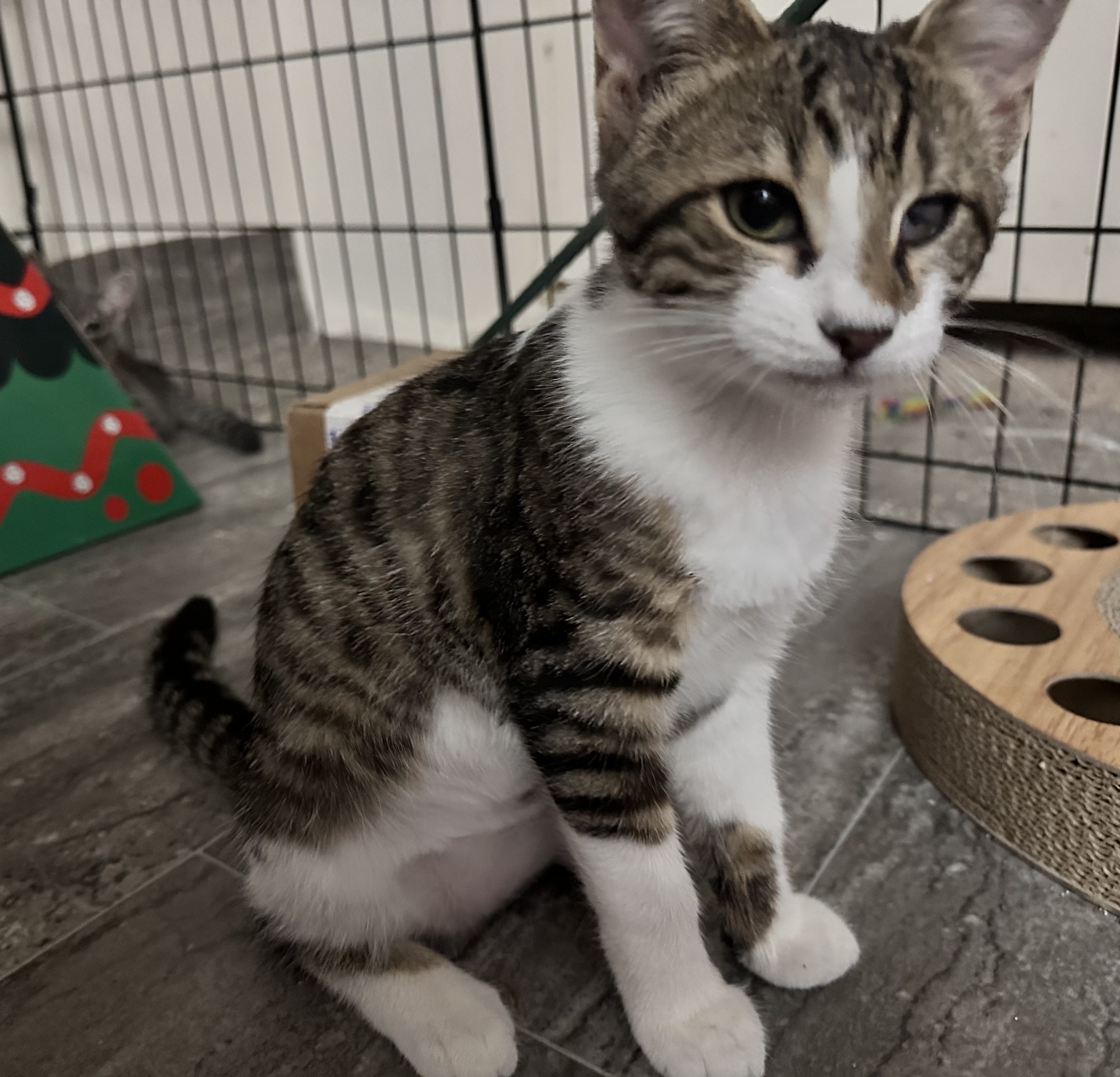 Pending! Rain, a Adoptable Domestic Short Hair in Bowie, MD image 3/3