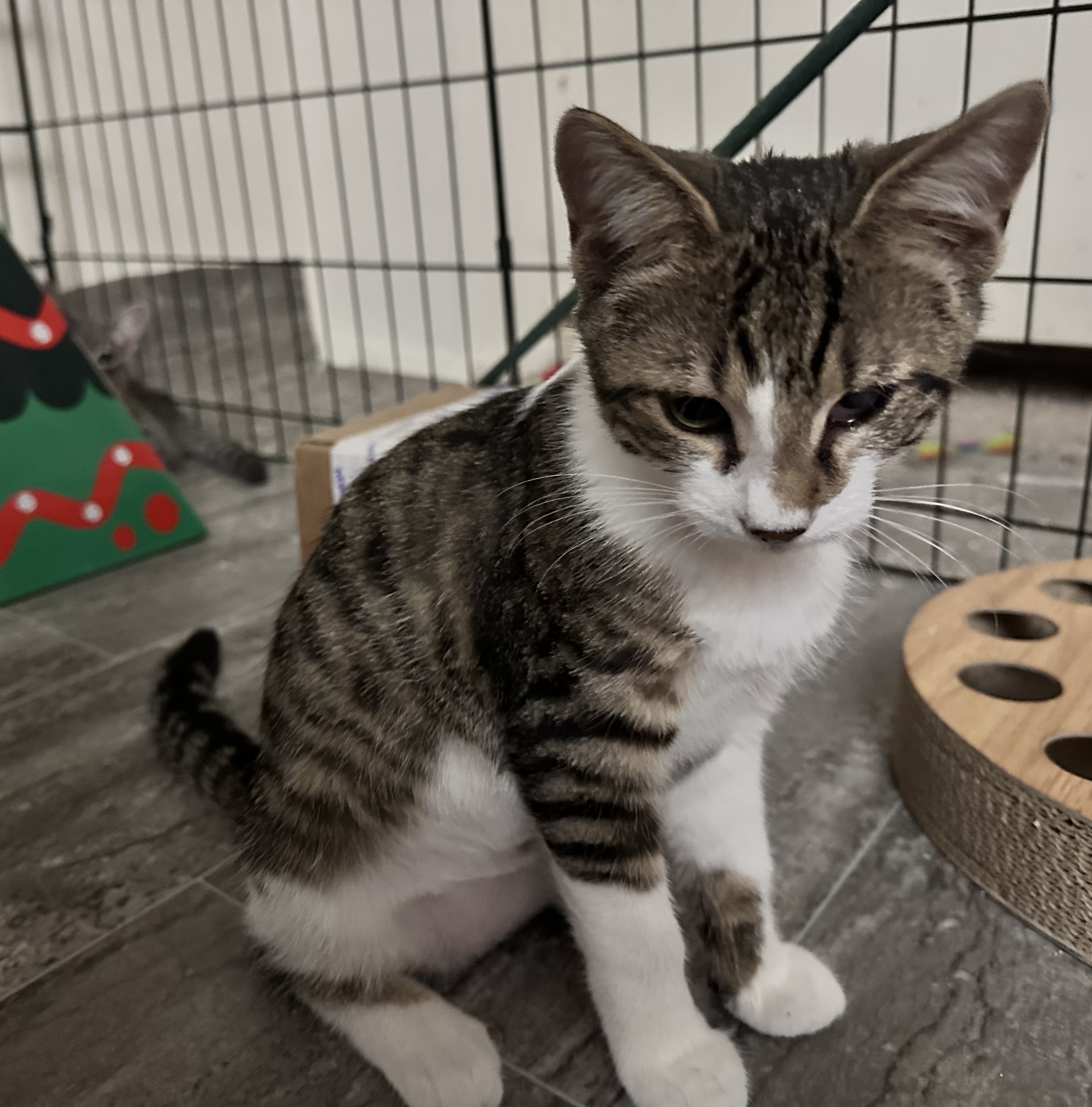 Pending! Rain, a Adoptable Domestic Short Hair in Bowie, MD image 2/3