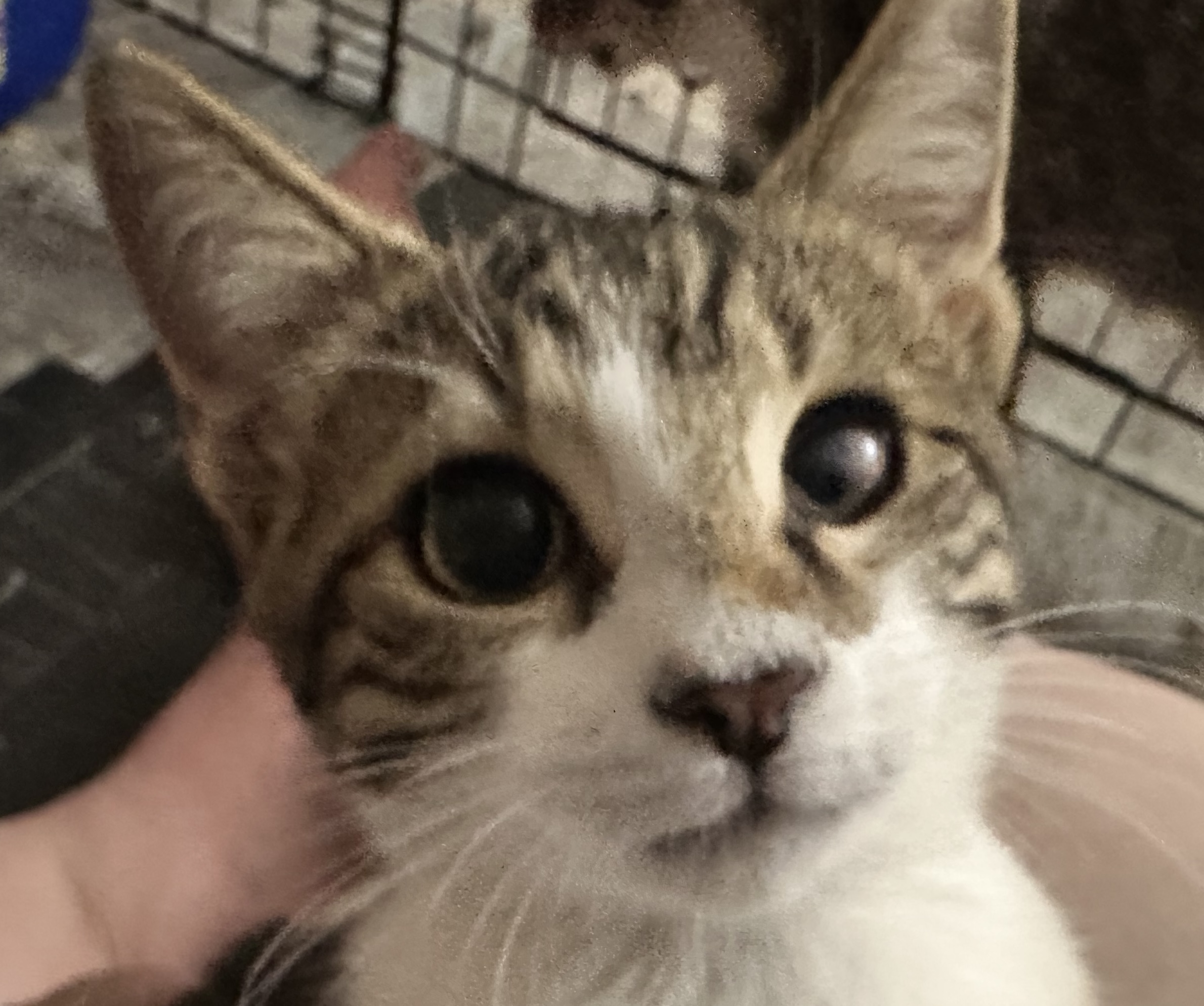 Pending! Rain, Adoptable, Kitten Female Domestic Short Hair.