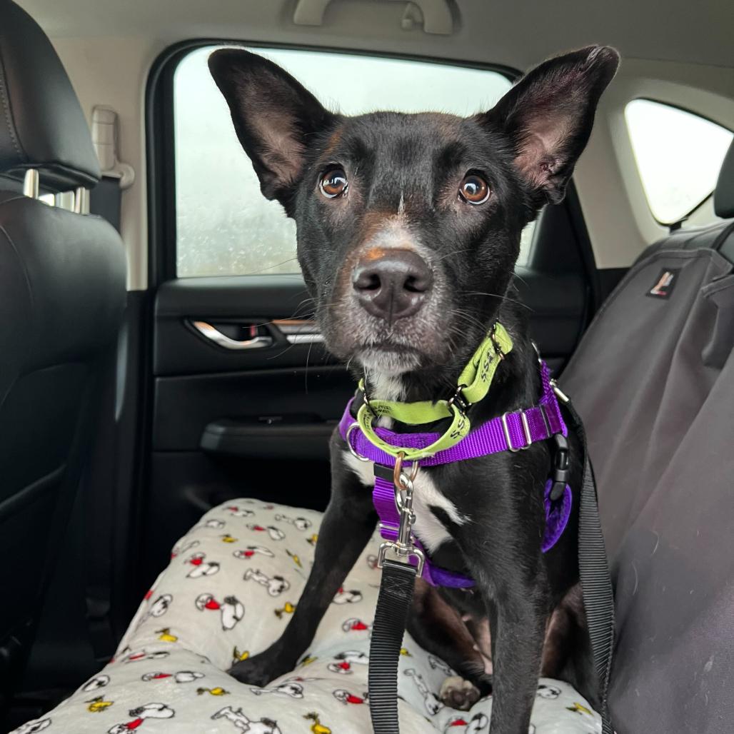 Betty's, Adoptable, Young Female Rat Terrier & Mixed Breed.