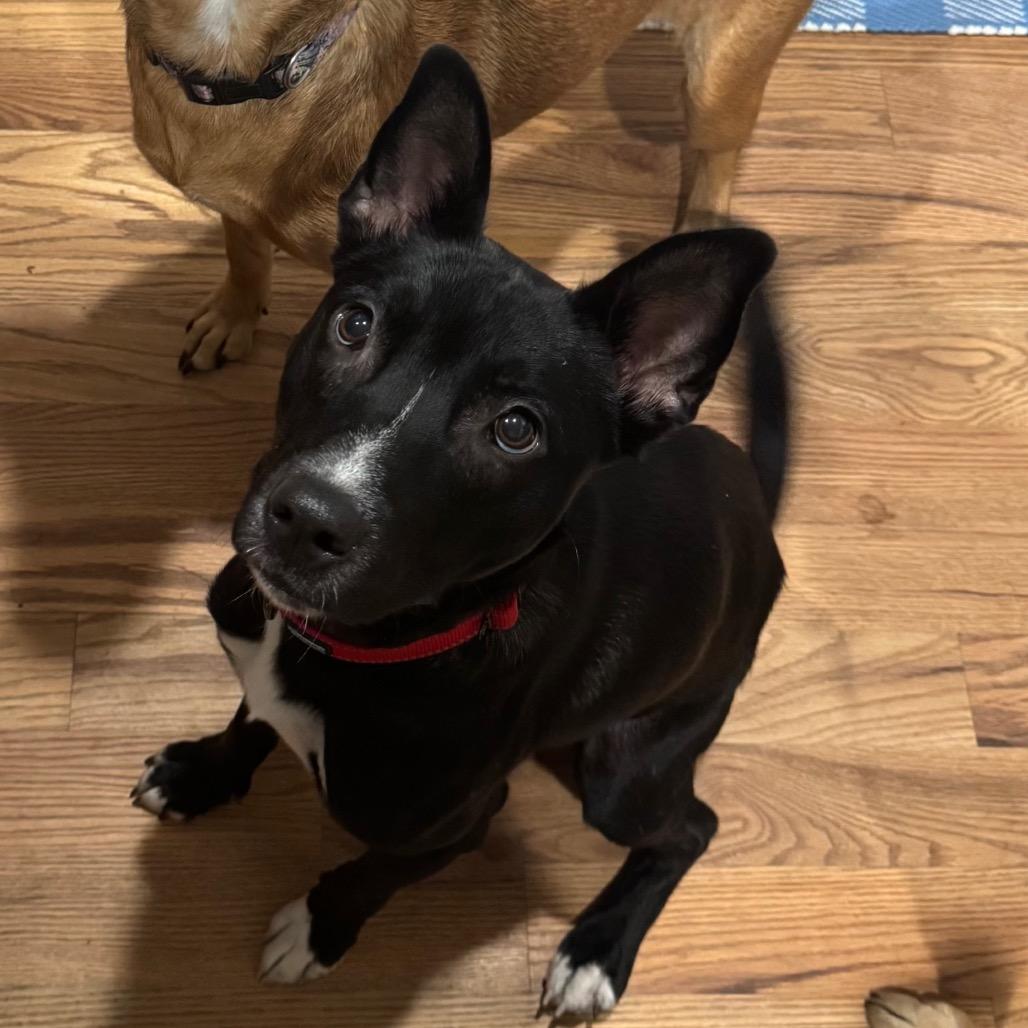 Enlarge Betty's, a Adoptable mixed breed in Huntington, WV image 2/3