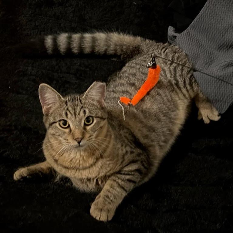 Enlarge Collage, a ADOPTABLE Domestic Short Hair in Evanston, IL image 1/1