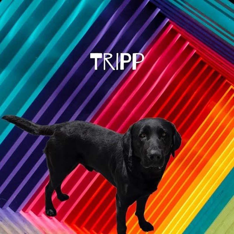 Enlarge Tripp, an adopted Black Labrador Retriever in York, NE image 1/1