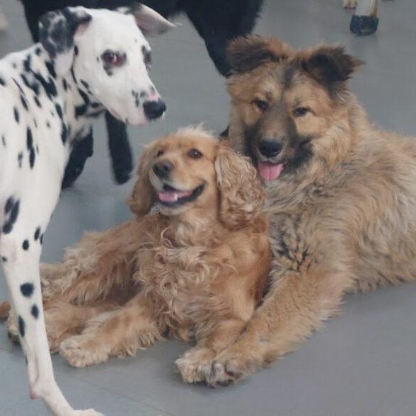 Enlarge Shaggy, a ADOPTABLE Cocker Spaniel in South San Francisco, CA image 4/6