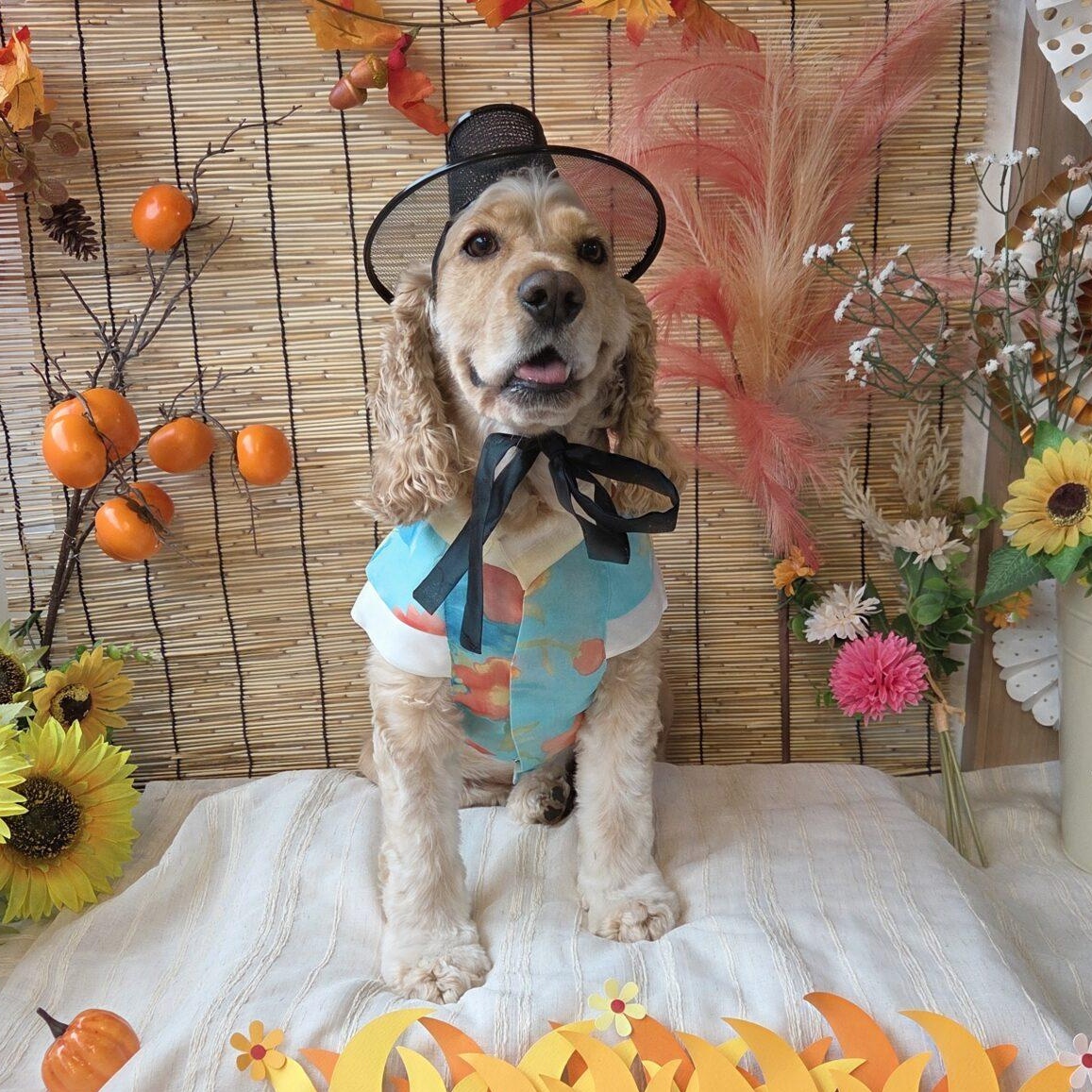 Enlarge Shaggy, a ADOPTABLE Cocker Spaniel in South San Francisco, CA image 5/6