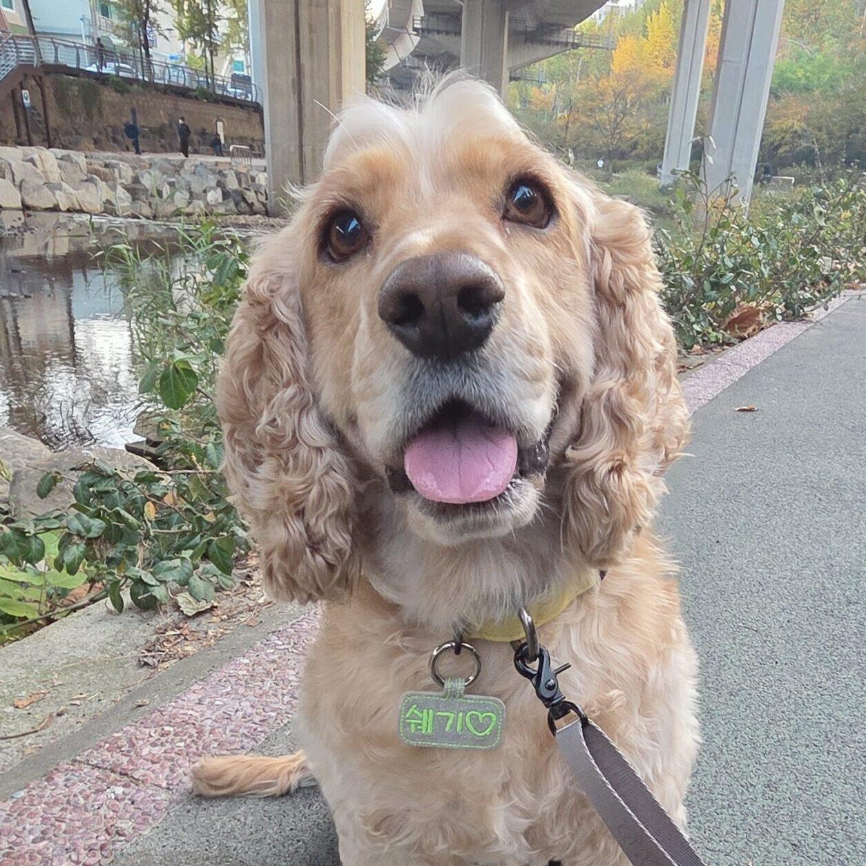 Shaggy, ADOPTABLE, Young Male Cocker Spaniel.