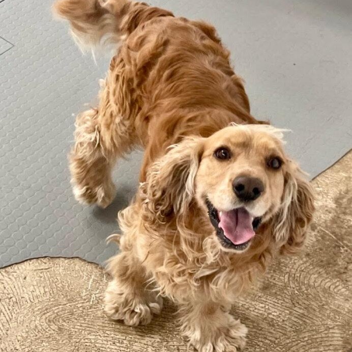 Enlarge Shaggy, a ADOPTABLE Cocker Spaniel in South San Francisco, CA image 2/6