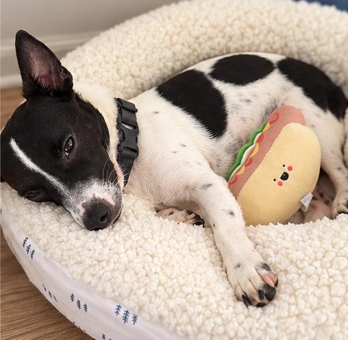 Enlarge Dennis, a Adoptable mixed breed in Washington, MI image 6/6