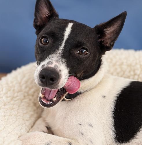 Enlarge Dennis, a Adoptable mixed breed in Washington, MI image 5/6