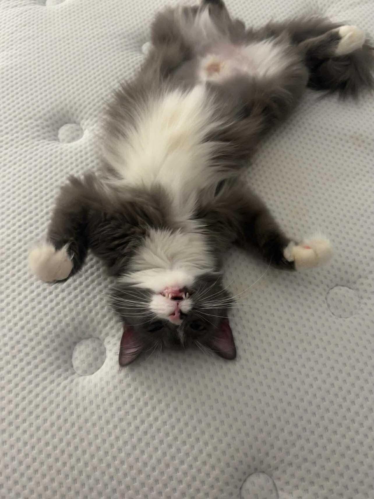 Enlarge London, a ADOPTABLE Domestic Medium Hair in Oak Forest, IL image 3/6