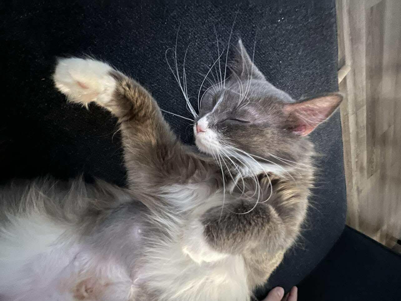 Enlarge London, a ADOPTABLE Domestic Medium Hair in Oak Forest, IL image 6/6