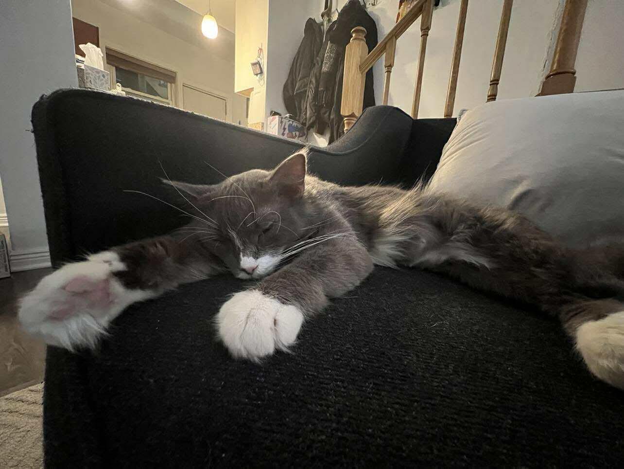 Enlarge London, a ADOPTABLE Domestic Medium Hair in Oak Forest, IL image 2/6