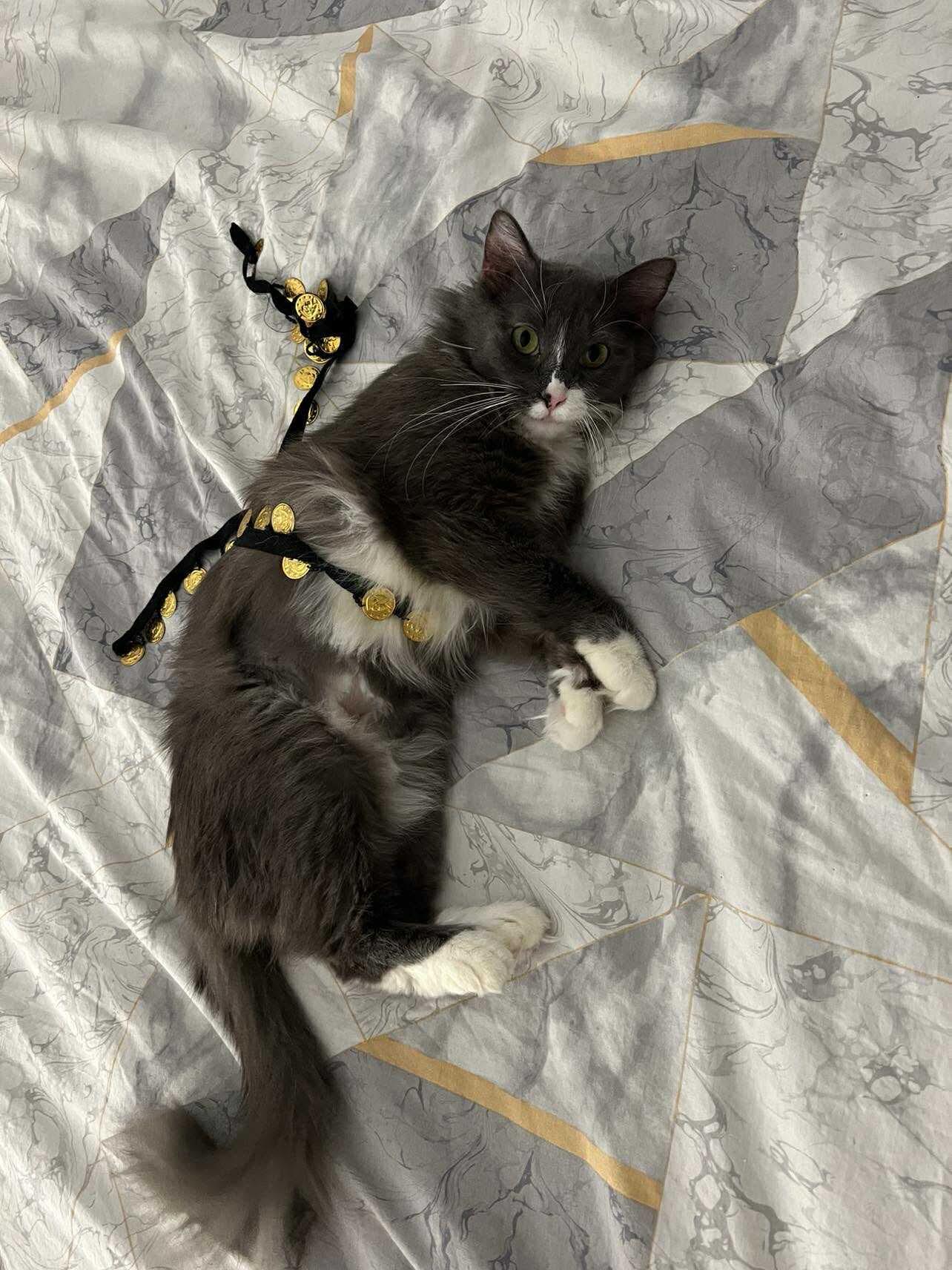 Enlarge London, a ADOPTABLE Domestic Medium Hair in Oak Forest, IL image 4/6