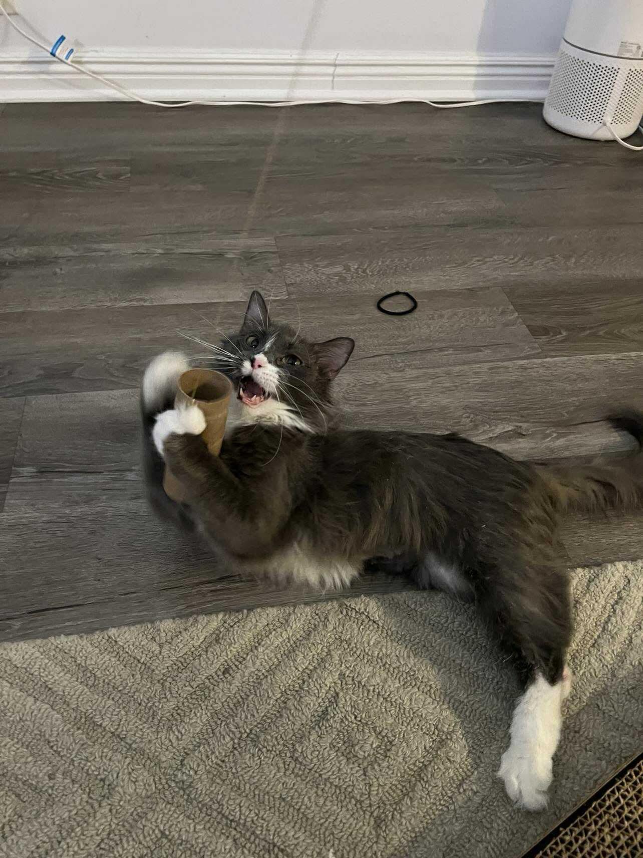 Enlarge London, a ADOPTABLE Domestic Medium Hair in Oak Forest, IL image 5/6