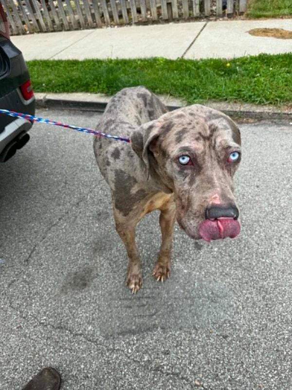 Enlarge BEAR, a ADOPTABLE Great Dane in Clairton, PA image 1/1