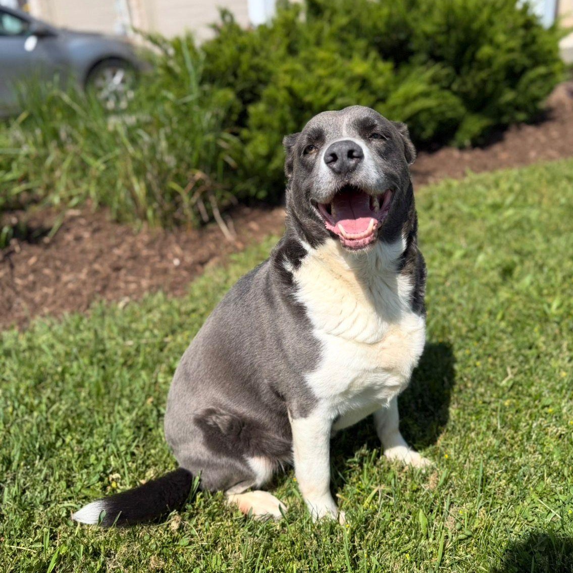 Lincoln, adoptable, Adult Male Labrador Retriever.