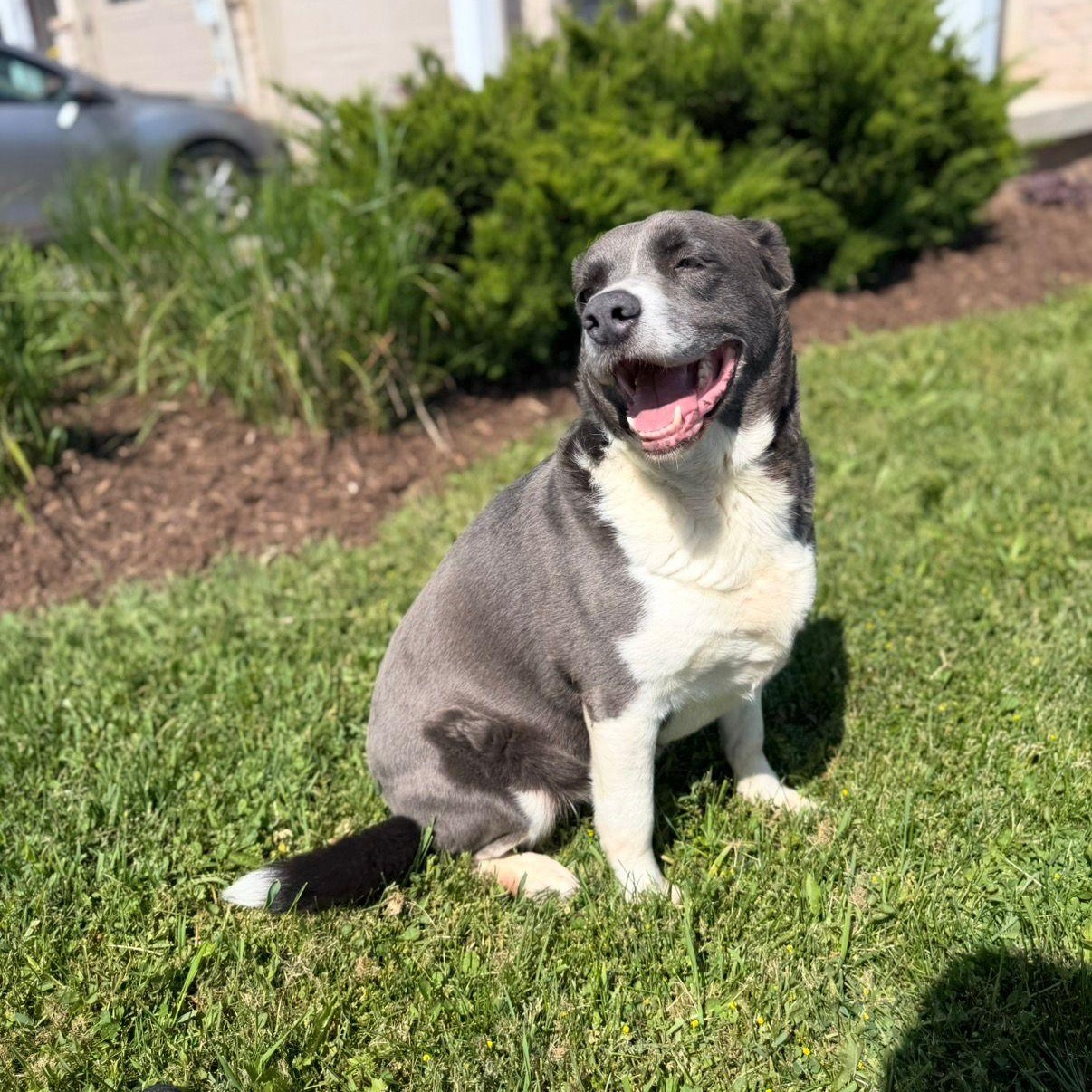 Enlarge Lincoln, an adoptable mixed breed in Hamilton, ON image 3/6