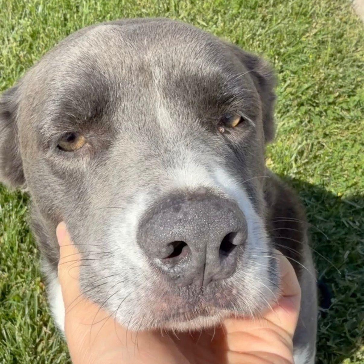 Enlarge Lincoln, an adoptable mixed breed in Hamilton, ON image 2/6