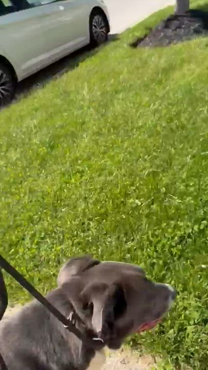 Enlarge Lincoln, an adoptable mixed breed in Hamilton, ON video 5/6