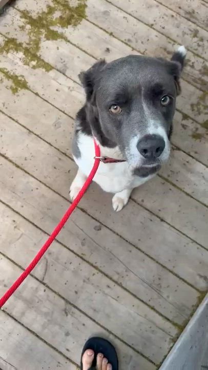 Enlarge Lincoln, an adoptable mixed breed in Hamilton, ON video 6/6