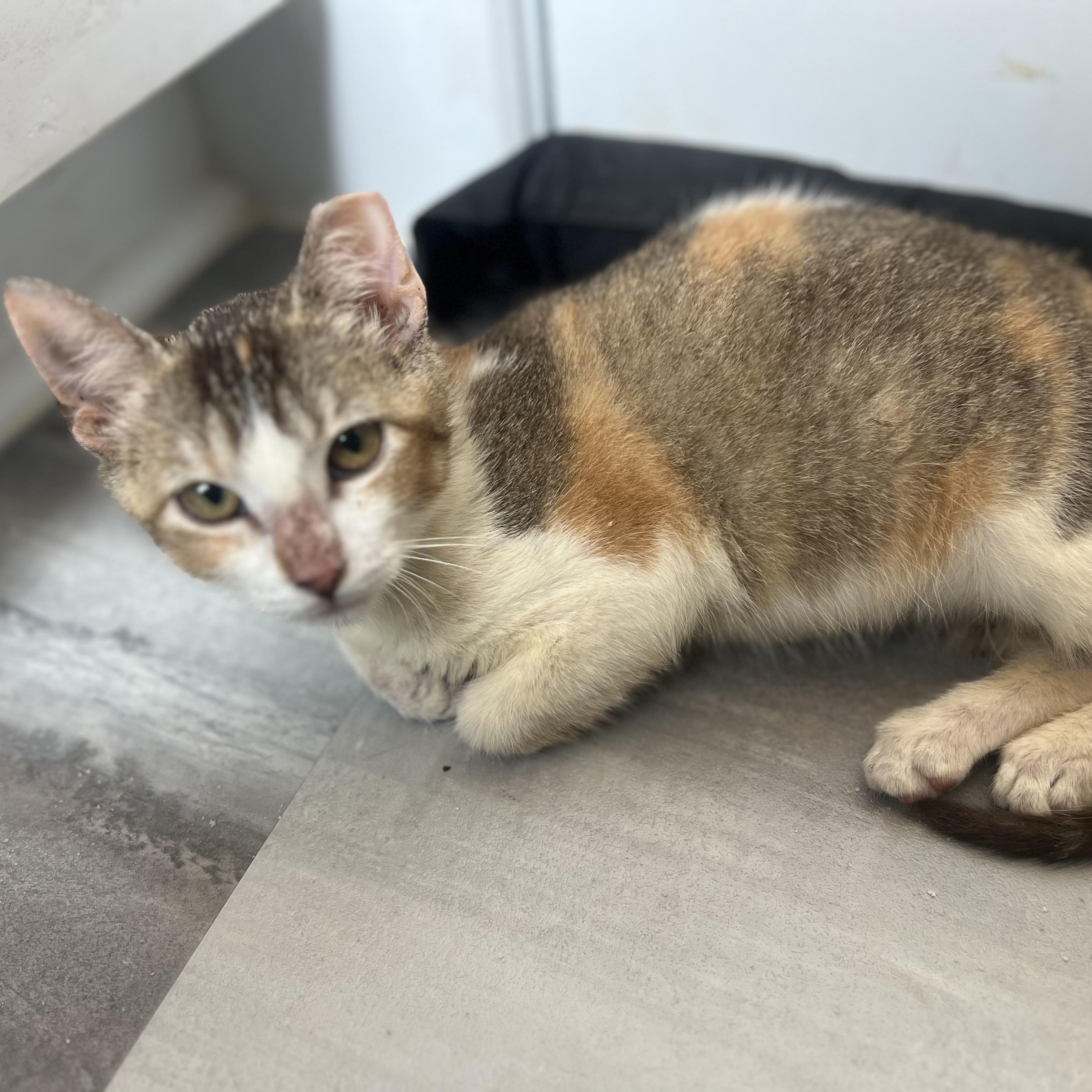 Enlarge Maggie, a Adoptable Domestic Short Hair in Vancouver, WA image 3/5